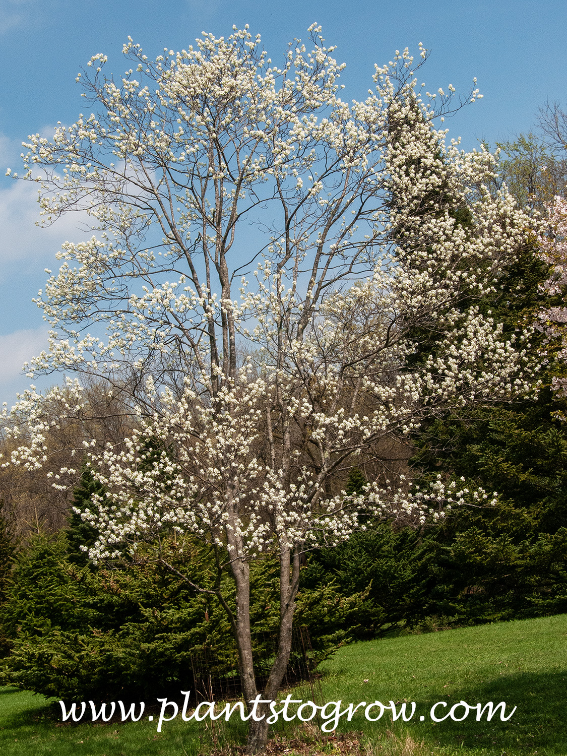 Spring Glory Serviceberry (Amelanchier canadensis)
(end of May)